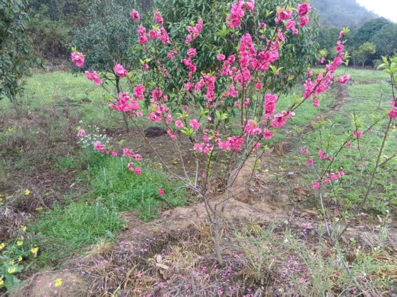 碧桃花苗