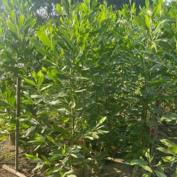 大叶相思树苗马占相思树苗农户直销造林复绿用大小规格