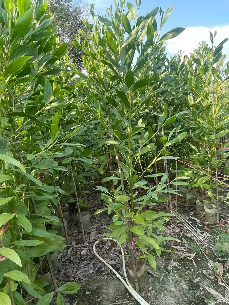 大叶相思树苗马占相思树苗农户直销造林复绿用大小规格