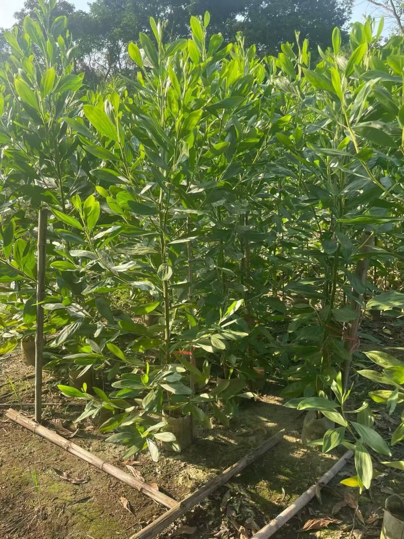 大叶相思树苗马占相思树苗农户直销造林复绿用大小规格