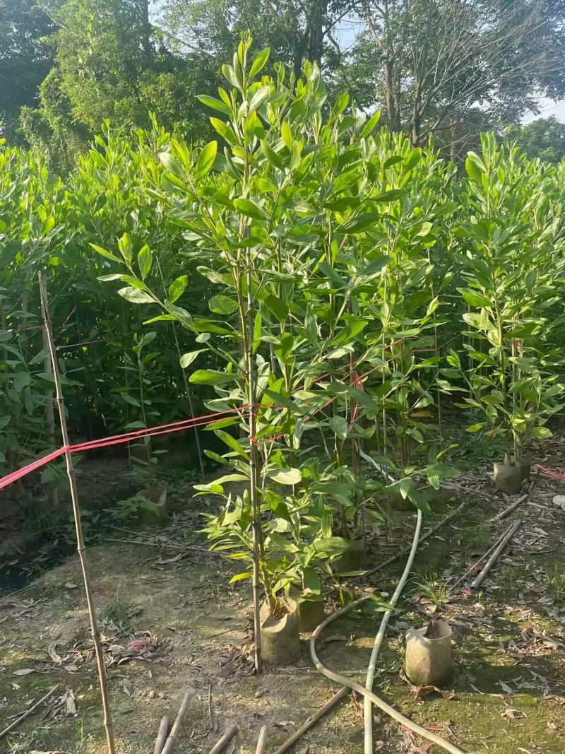 大叶相思树苗马占相思树苗农户直销造林复绿用大小规格
