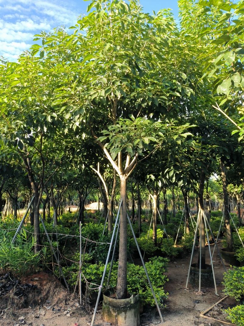 12大骨架红花风铃木