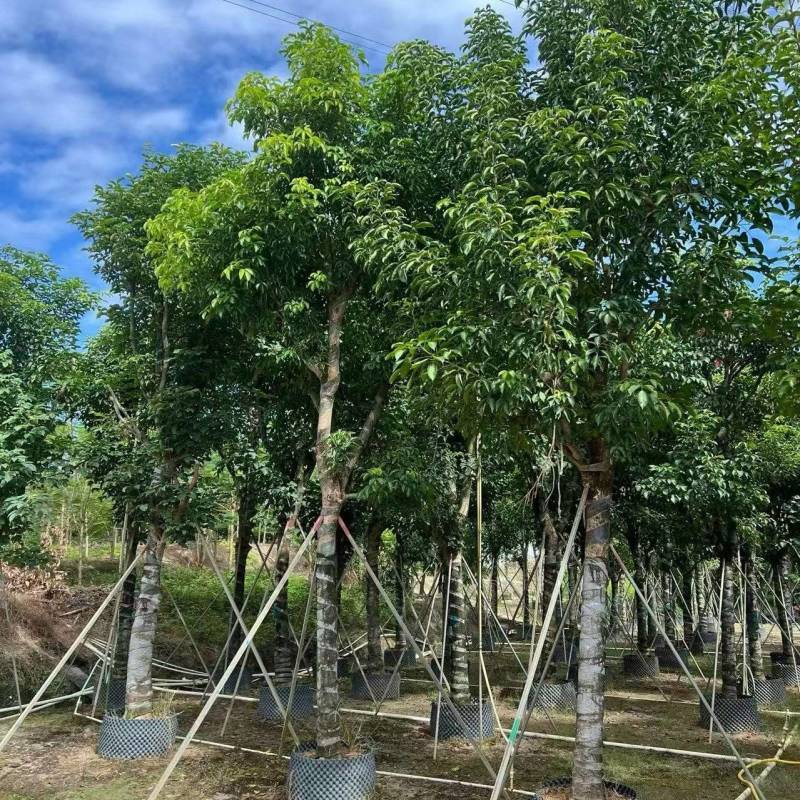基地直销骨架秋枫15-18-20公分移植苗秋风袋苗