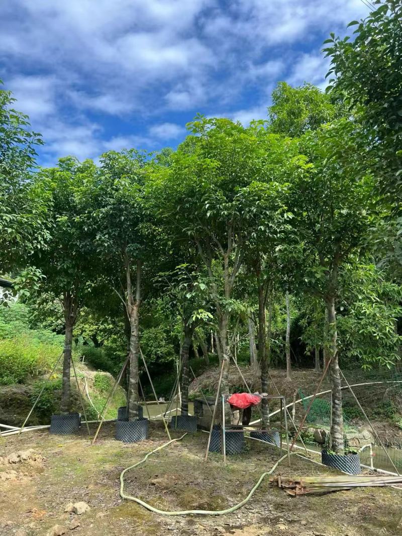 基地直销骨架秋枫15-18-20公分移植苗秋风袋苗