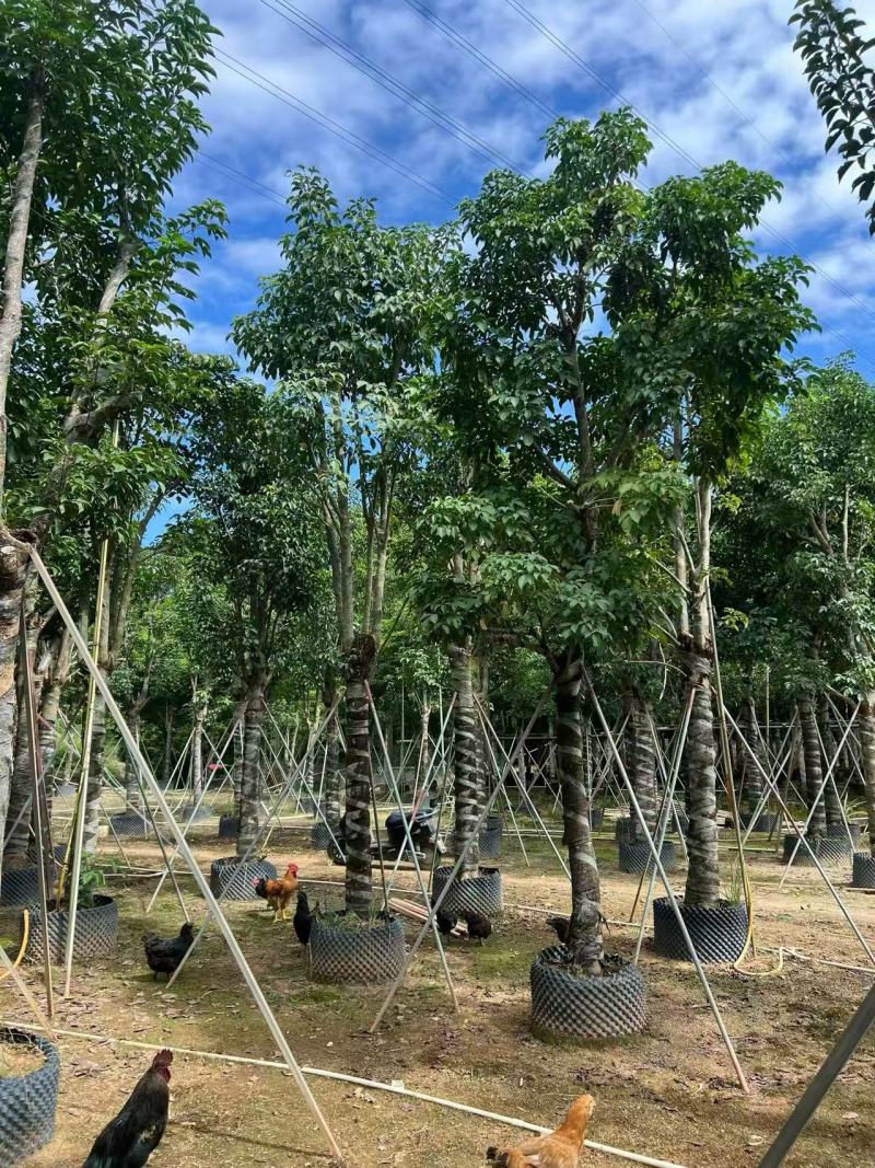基地直销骨架秋枫15-18-20公分移植苗秋风袋苗