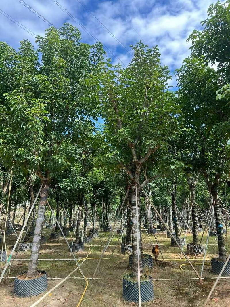 基地直销骨架秋枫15-18-20公分移植苗秋风袋苗