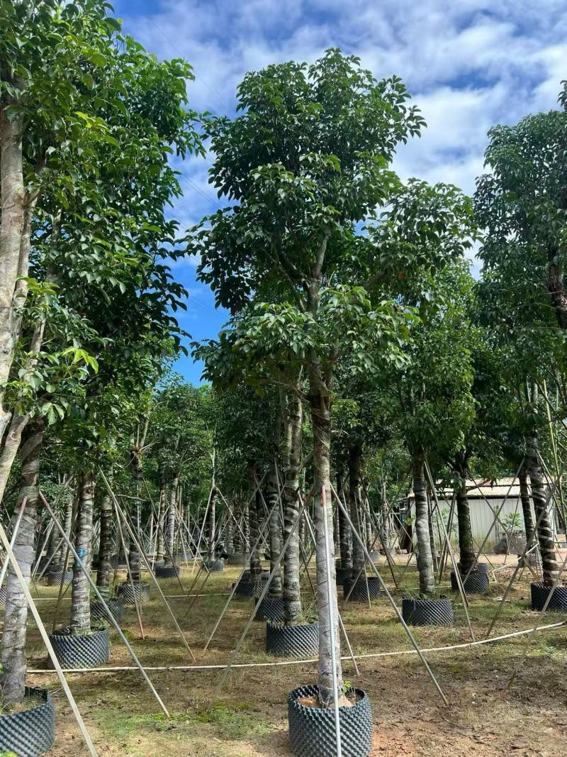基地直销骨架秋枫15-18-20公分移植苗秋风袋苗