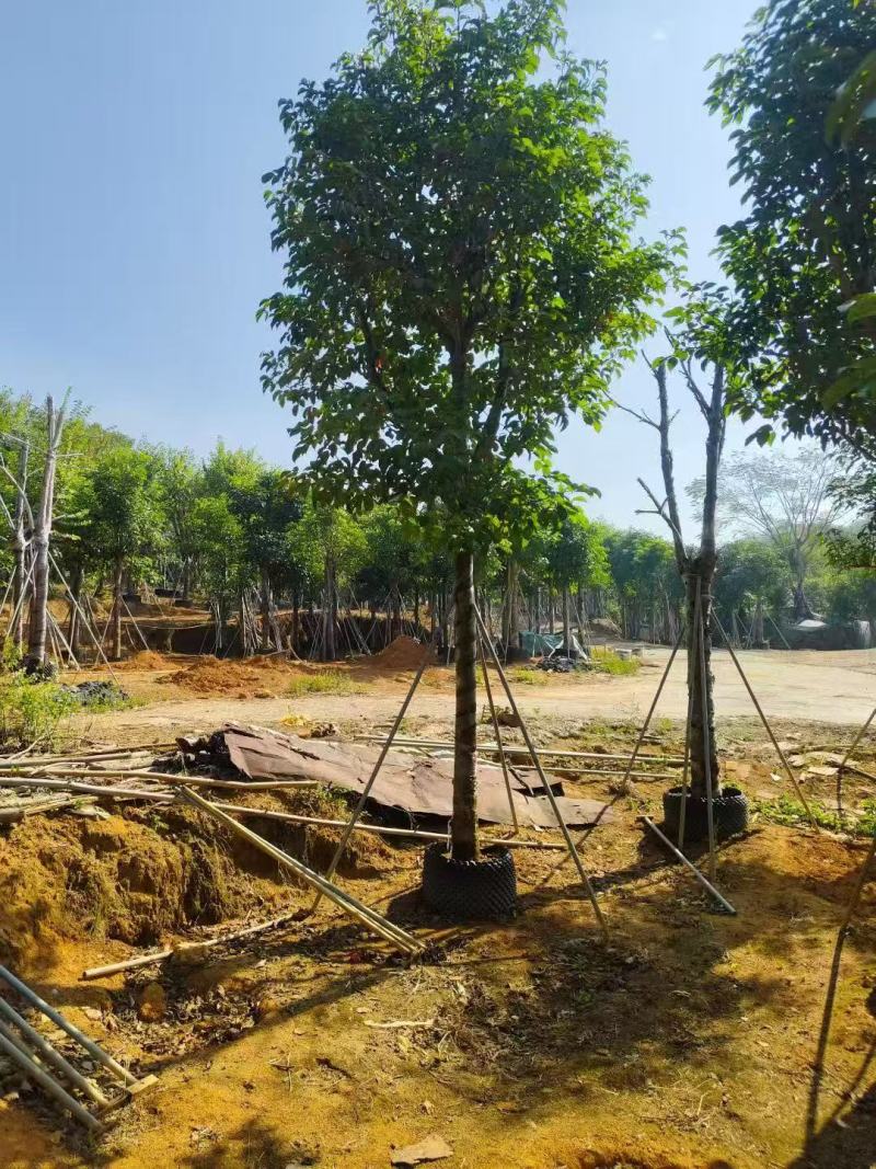 基地直销骨架秋枫15-18-20公分移植苗秋风袋苗