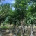 基地直销骨架秋枫15-18-20公分移植苗秋风袋苗