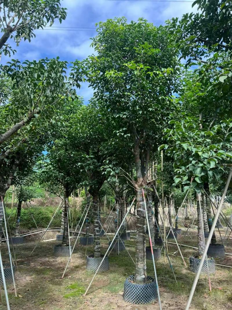 基地直销骨架秋枫15-18-20公分移植苗秋风袋苗