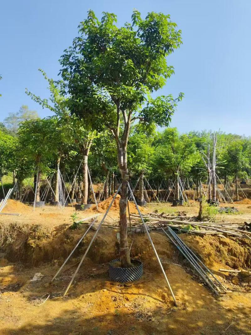 基地直销骨架秋枫15-18-20公分移植苗秋风袋苗