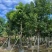 基地直销骨架秋枫15-18-20公分移植苗秋风袋苗