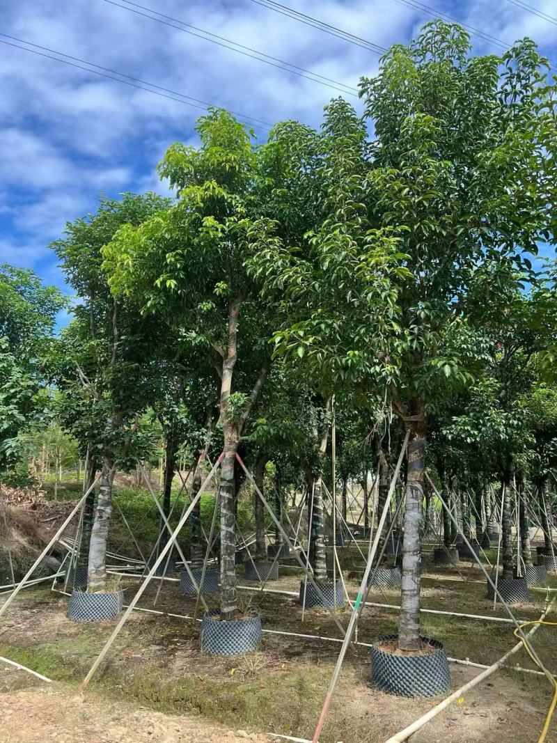 基地直销骨架秋枫15-18-20公分移植苗秋风袋苗