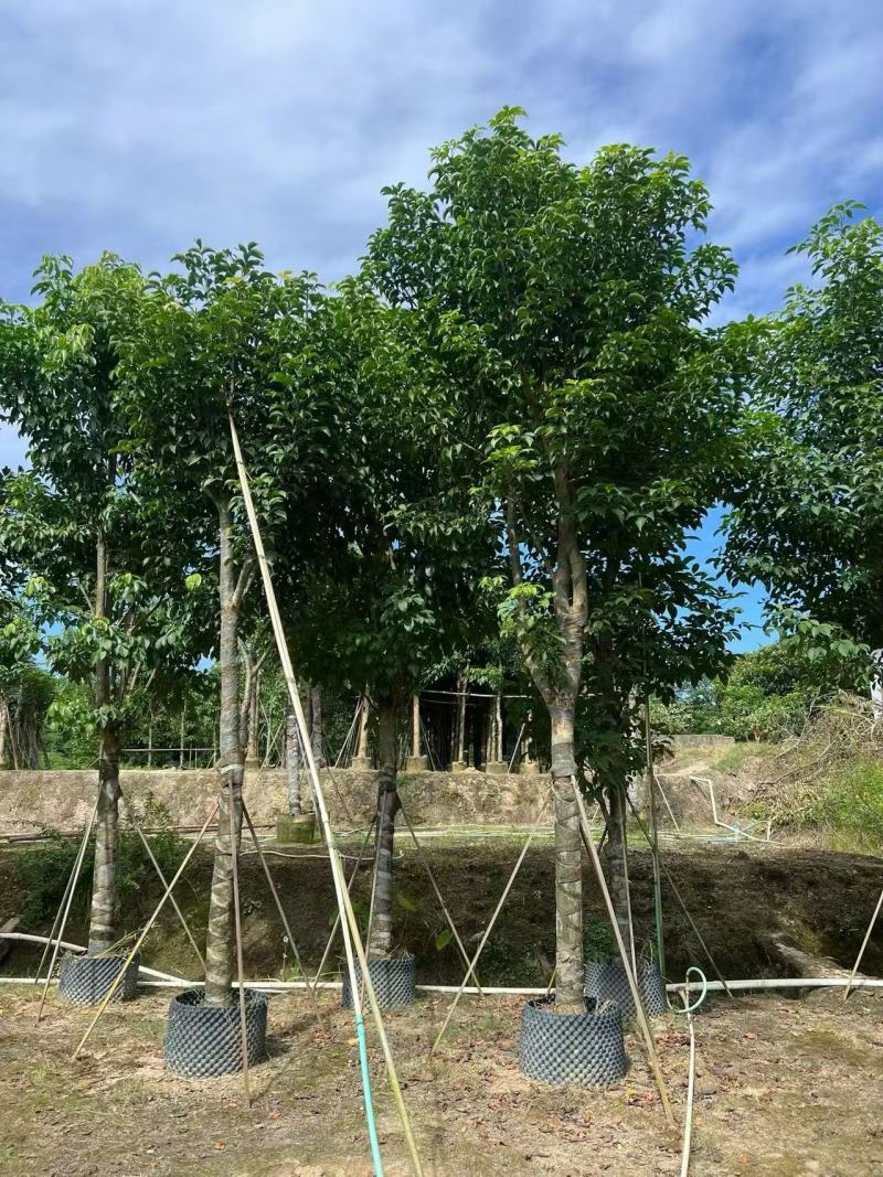 基地直销骨架秋枫15-18-20公分移植苗秋风袋苗
