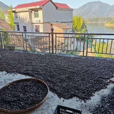 野生茶子，山茶油，无任何添加调和，支持来现场看货