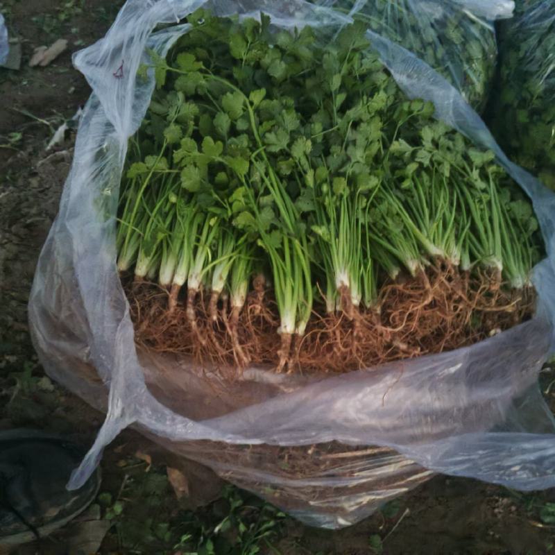 铁杆青香菜大量