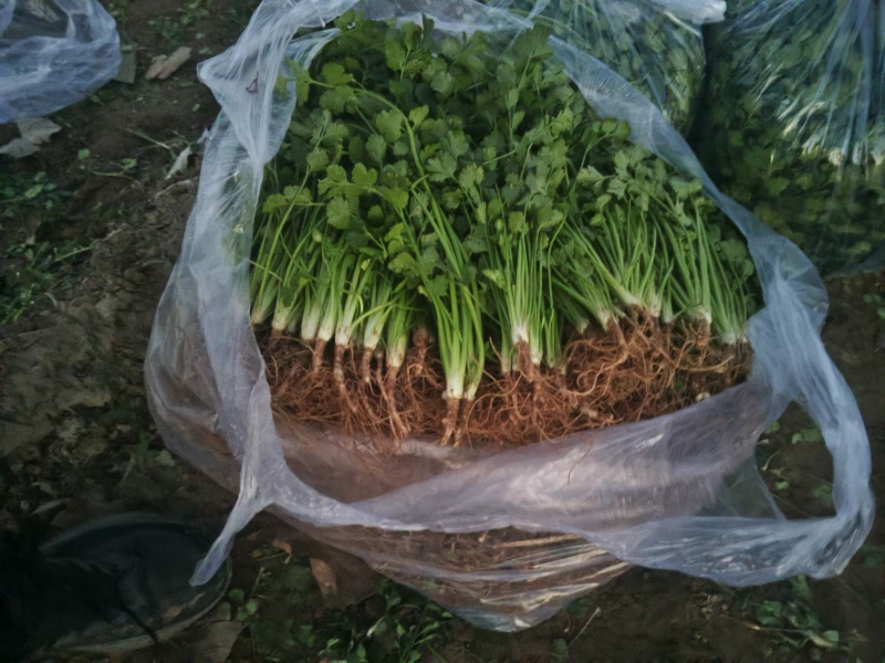 铁杆青香菜大量