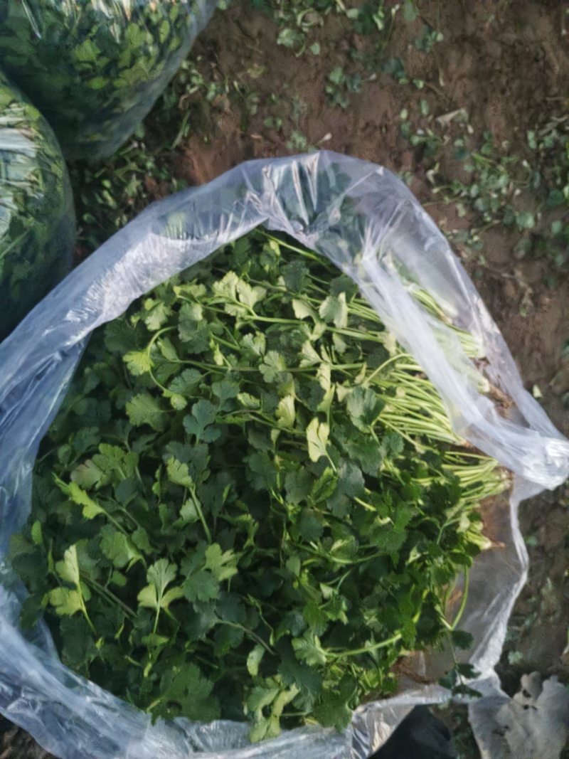 铁杆青香菜大量