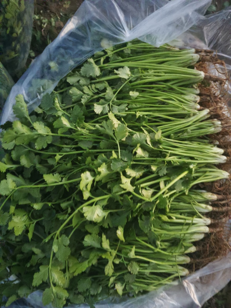 铁杆青香菜大量