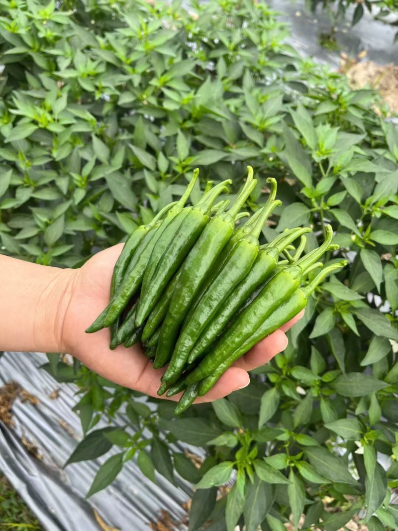 樟树小辣椒/产地直发/支持各平台商超订购/空运/冷链运输
