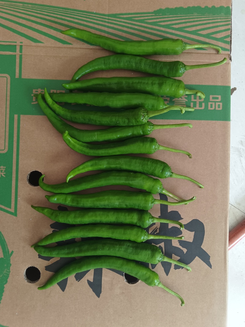 樟树小辣椒/产地直发/支持各平台商超订购/空运/冷链运输