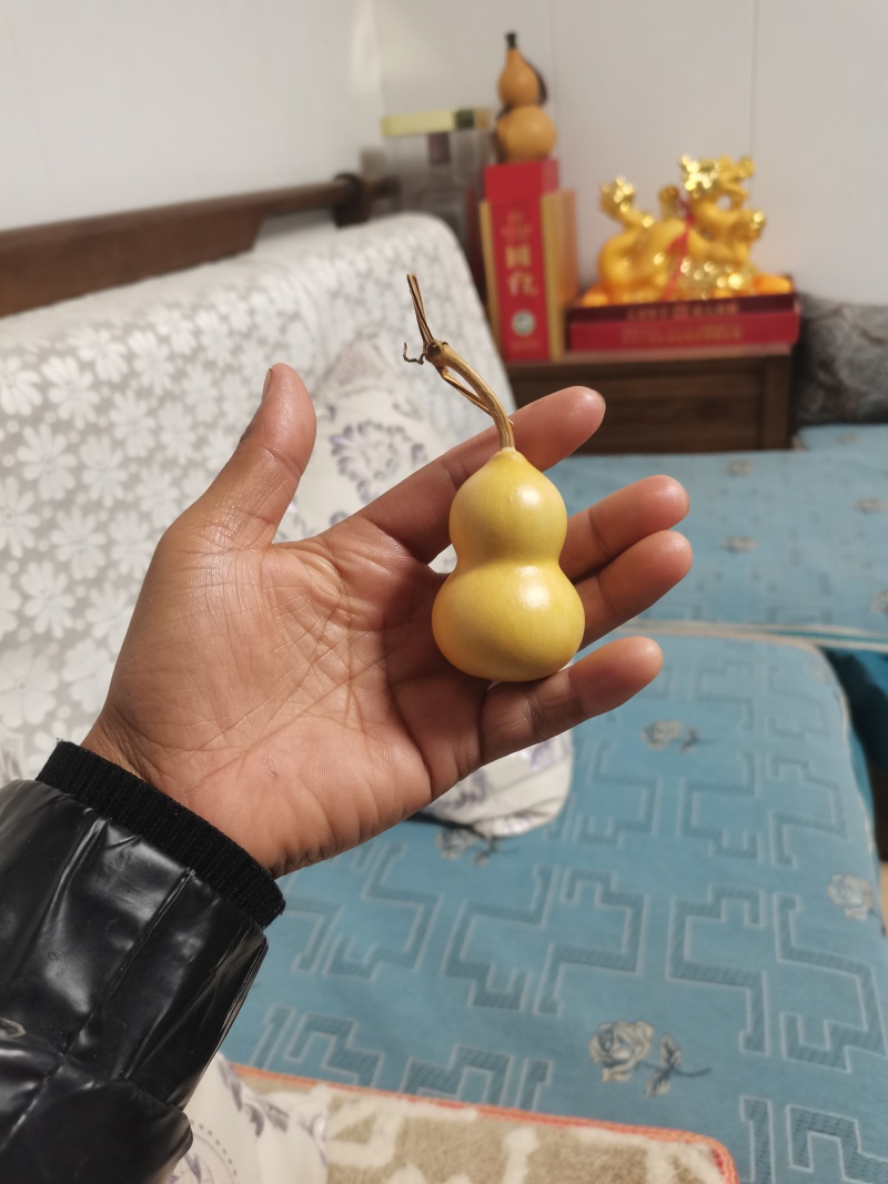小美葫芦通货