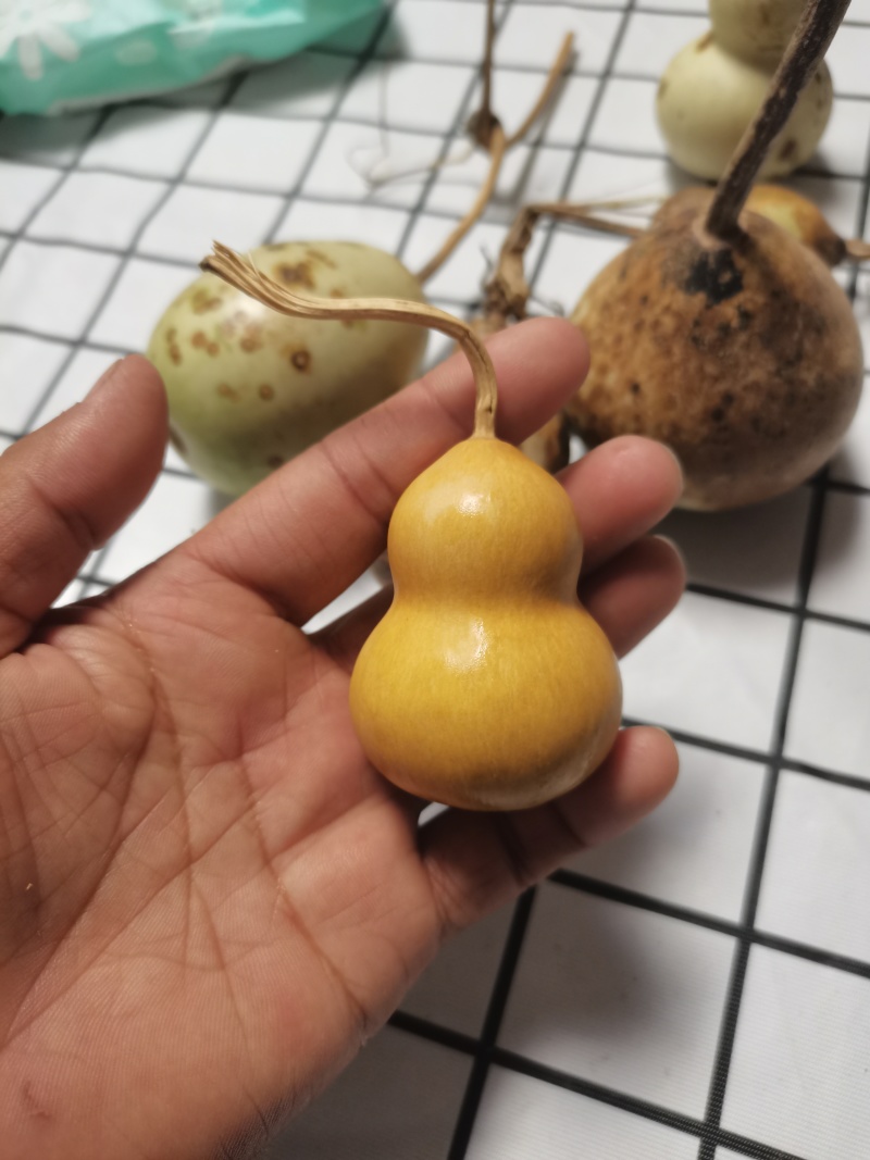 小美葫芦通货