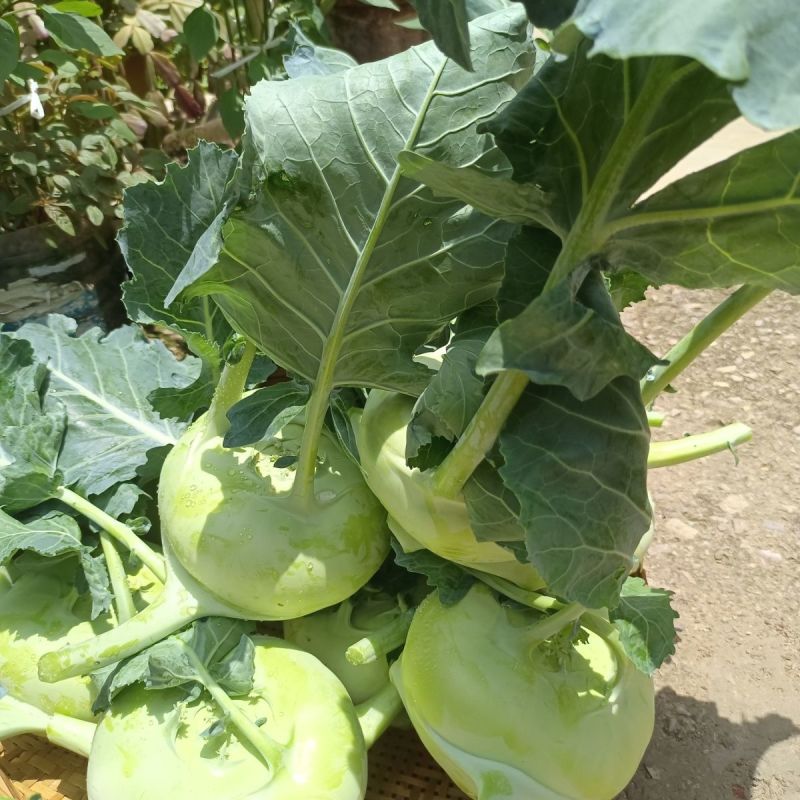 玉萃水果苤蓝种子中早熟球茎甘蓝种子口感甜脆适应强蔬菜种子