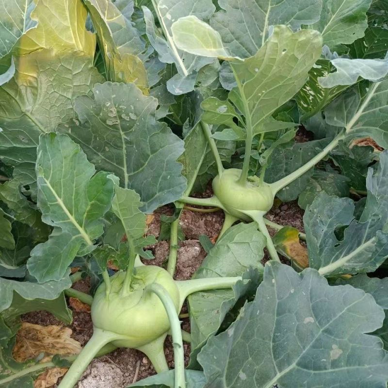 玉萃水果苤蓝种子中早熟球茎甘蓝种子口感甜脆适应强蔬菜种子