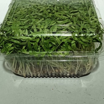 空心菜苗