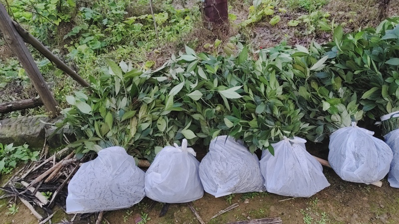 野生草珊瑚苗（存活率高）芽头多，长势猛。