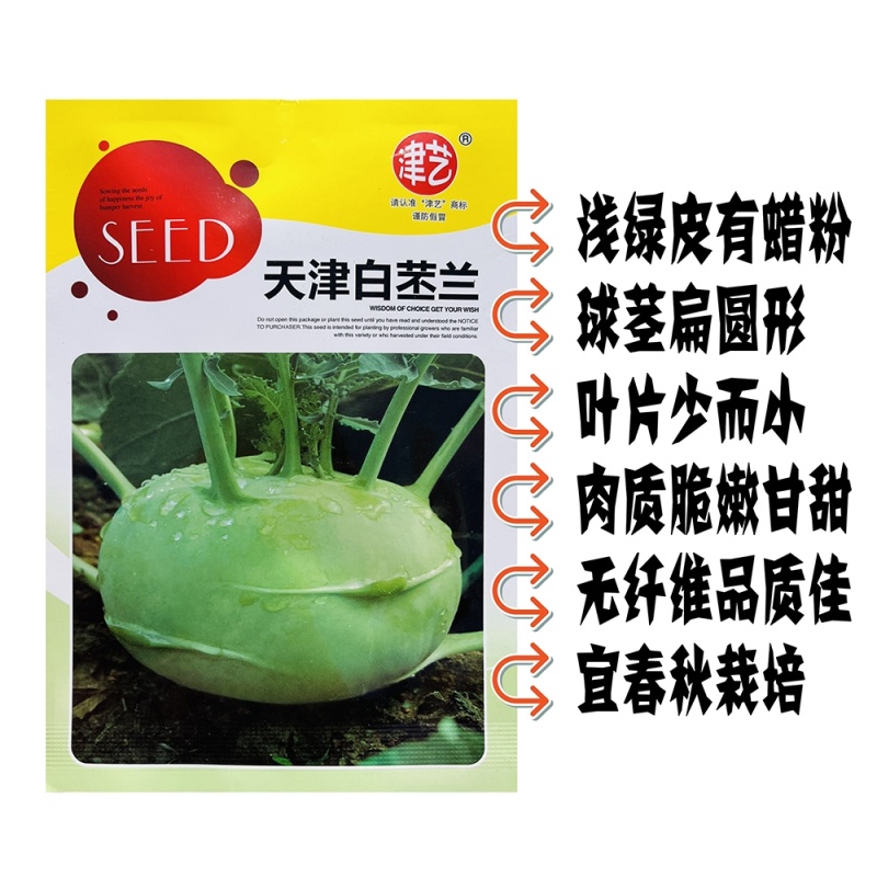 天津白苤兰种子苤蓝种子春秋冬栽培早熟春秋青苤兰疙瘩菜早熟