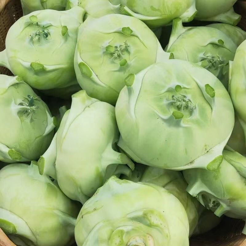 天津白苤兰种子苤蓝种子春秋冬栽培早熟春秋青苤兰疙瘩菜早熟