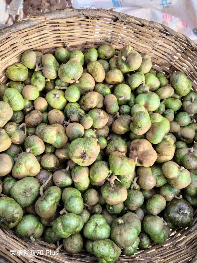 茶叶果油茶果
