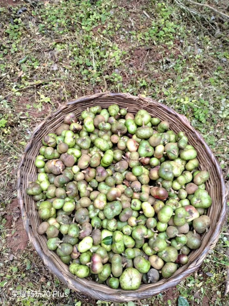 茶叶果油茶果