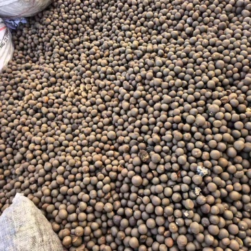 茶叶果油茶果
