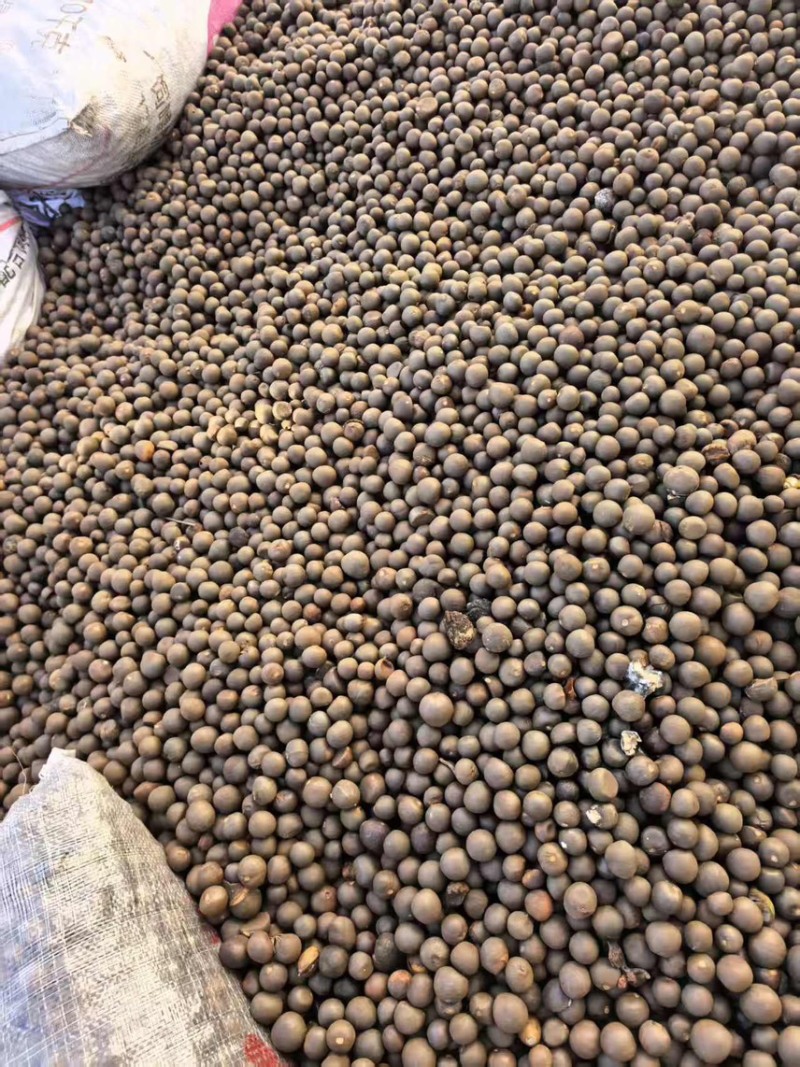 茶叶果油茶果