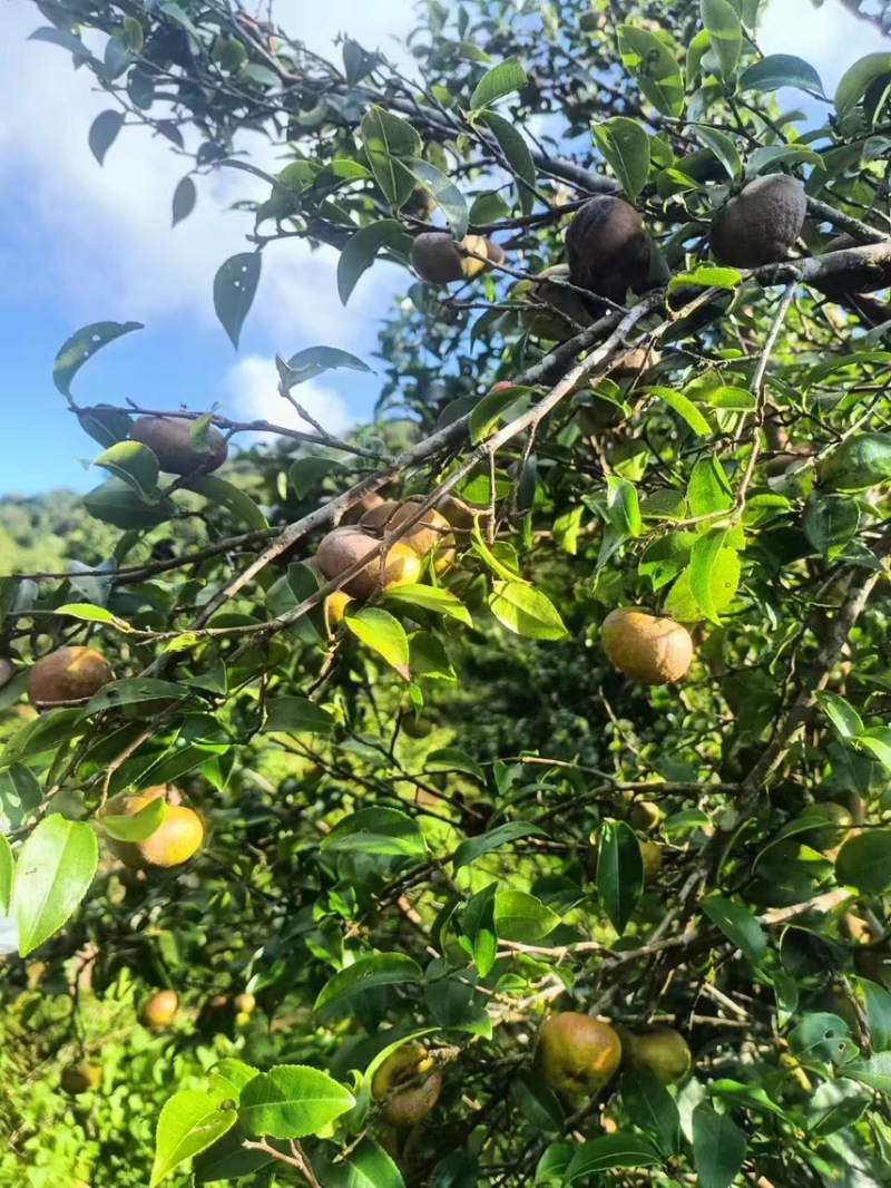 茶叶果油茶果