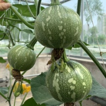 百铃三号嫩南瓜种子早熟绿白花斑嫩南瓜耐低温果实圆形肉厚