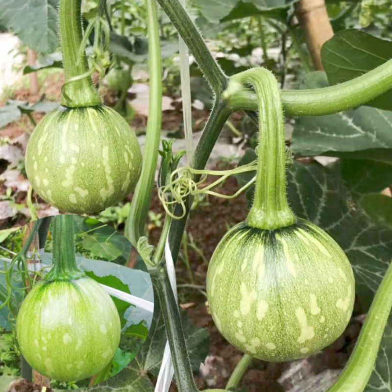 百铃三号嫩南瓜种子早熟绿白花斑嫩南瓜耐低温果实圆形肉厚