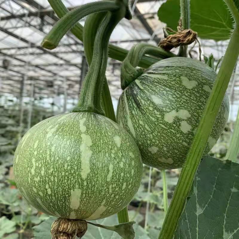 百铃三号嫩南瓜种子早熟绿白花斑嫩南瓜耐低温果实圆形肉厚