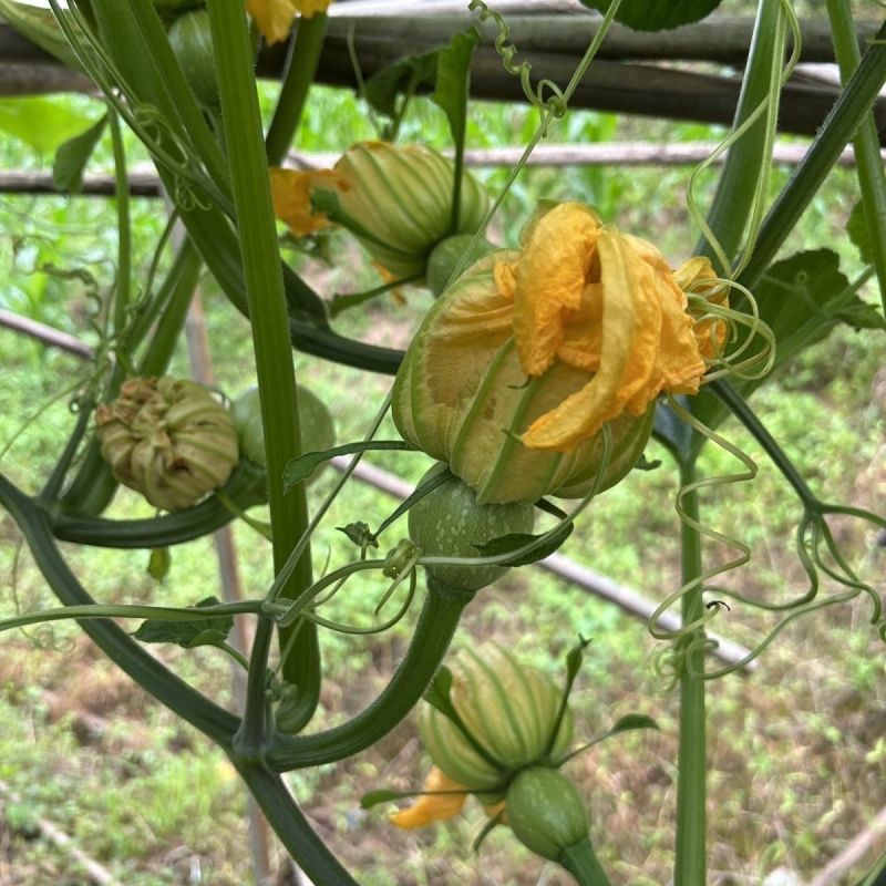 百铃三号嫩南瓜种子早熟绿白花斑嫩南瓜耐低温果实圆形肉厚