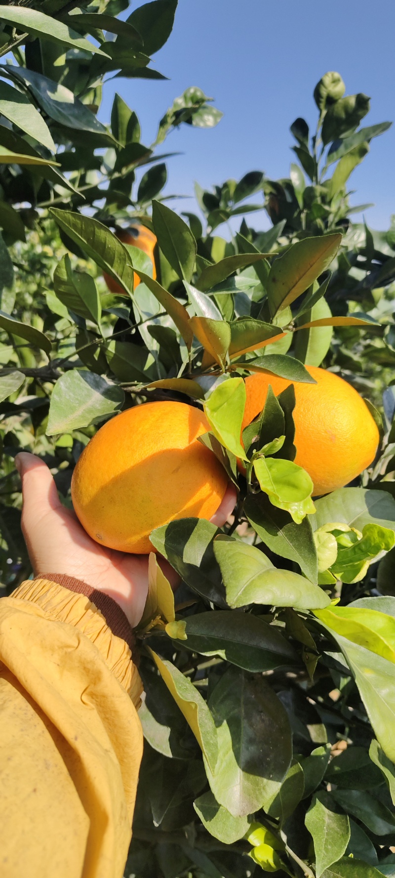 自家果园，纽荷尔脐橙，现摘现发。