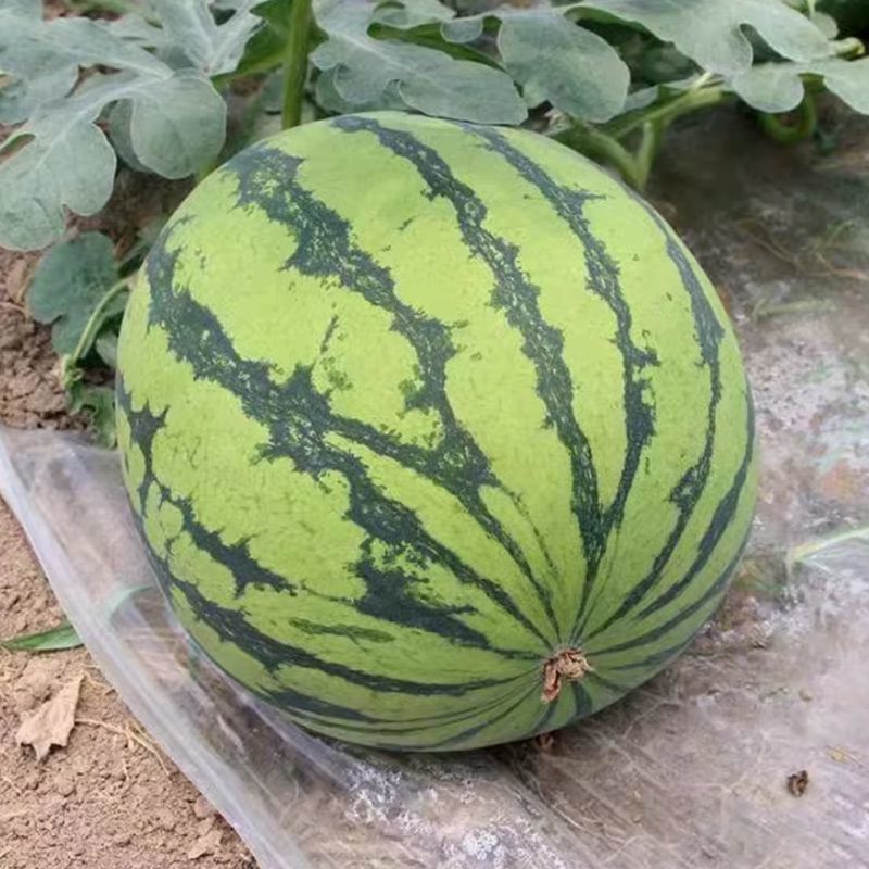 大齐9516西瓜种子早中熟花皮红瓤西瓜种籽皮韧抗裂耐低温