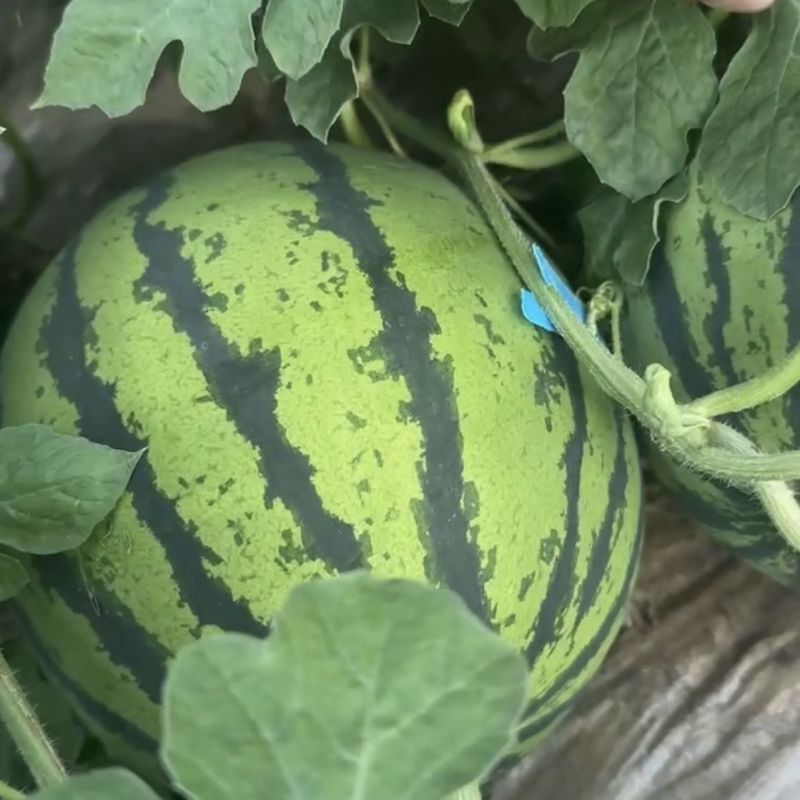大齐9516西瓜种子早中熟花皮红瓤西瓜种籽皮韧抗裂耐低温