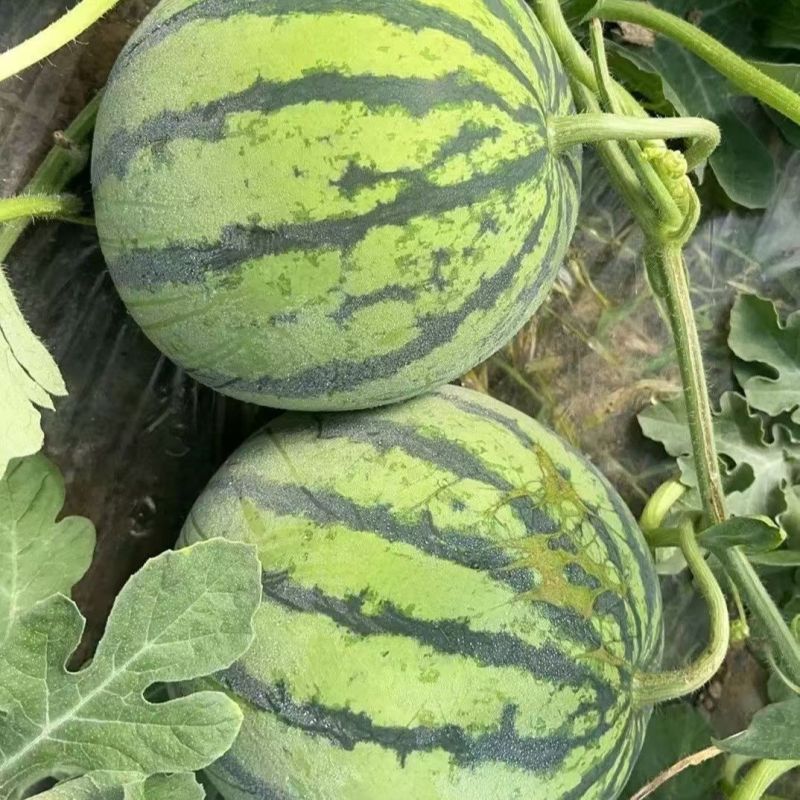 大齐9516西瓜种子早中熟花皮红瓤西瓜种籽皮韧抗裂耐低温