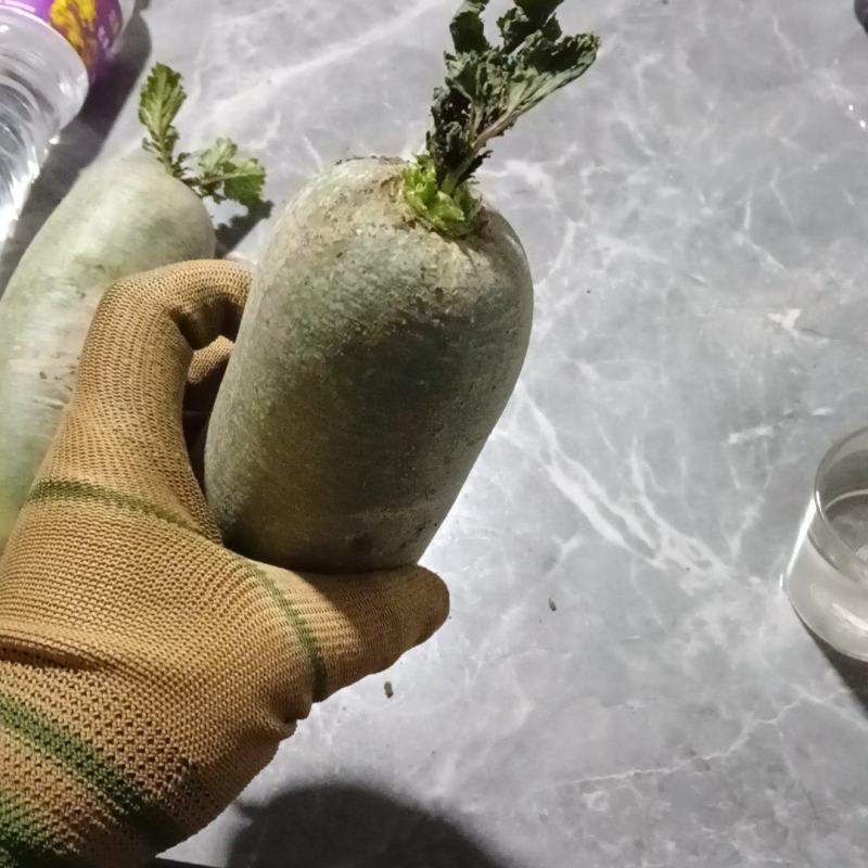 萝卜小紫樱