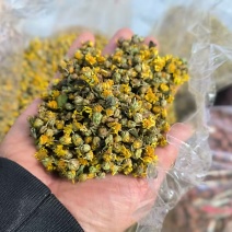 野菊花