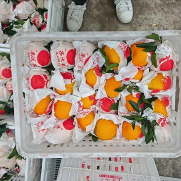 耙耙柑