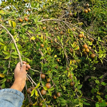山茶油